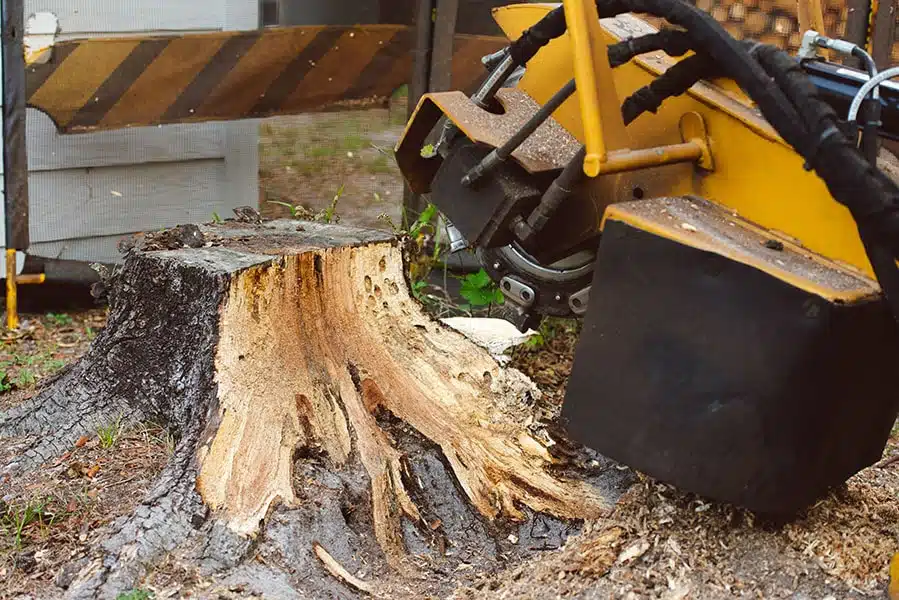 ts-service02 arborist 13 1