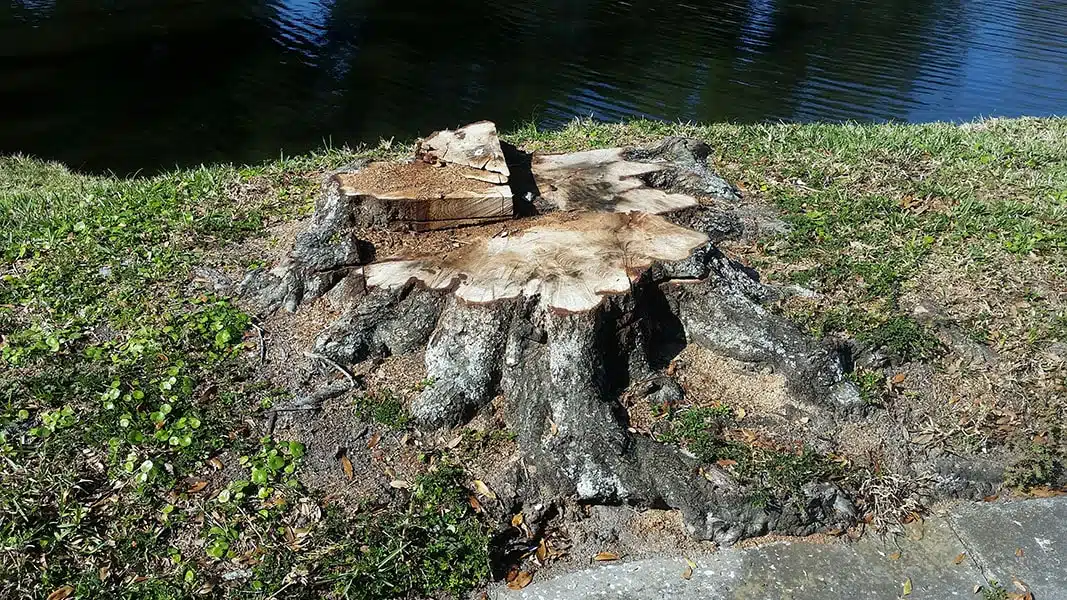 Stump & Tree Tips 4 The Hidden Costs of Leaving Stumps on Your Property