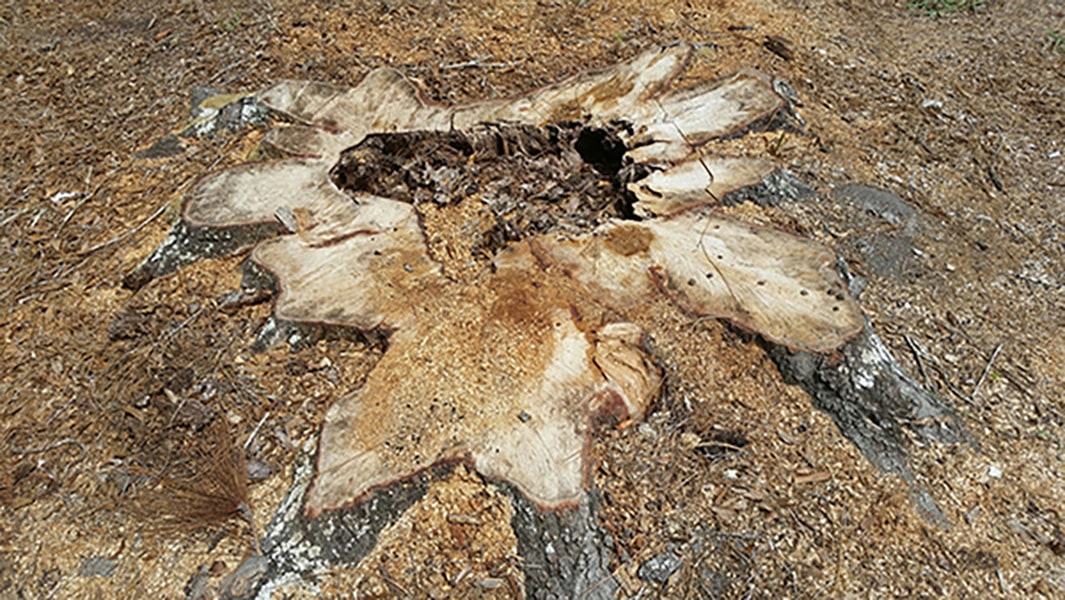 Stump & Tree Tips 5 Stump Grinding vs. Chemical Removal: Which Is Better?