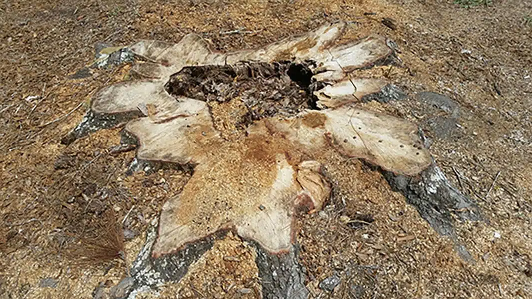 Stump & Tree Tips 5 Stump Grinding vs. Chemical Removal: Which Is Better?