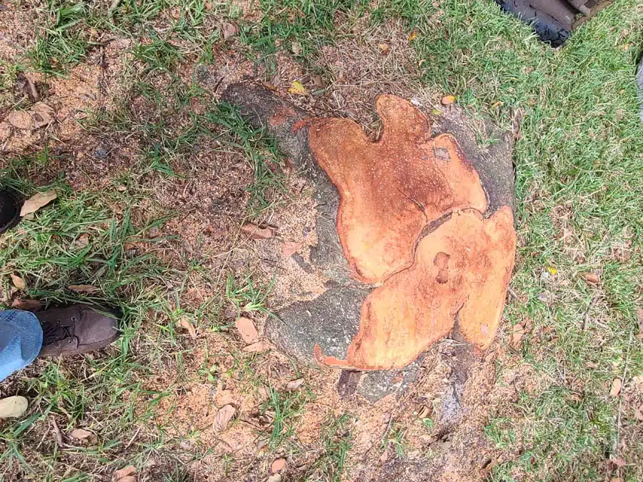 Stump & Tree Tips 4 Senior, Military & First Responder Discounts for Stump Grinding