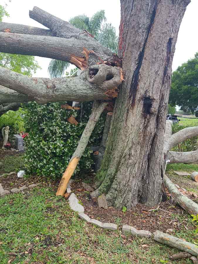 How to Choose the Best Tree Service Company in Tampa Bay