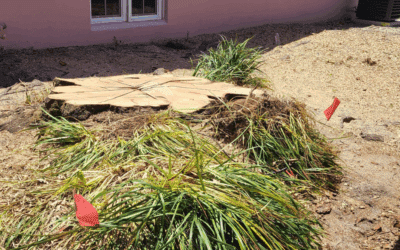How to Measure Your Stump for an Accurate Quote (Step-by-Step)