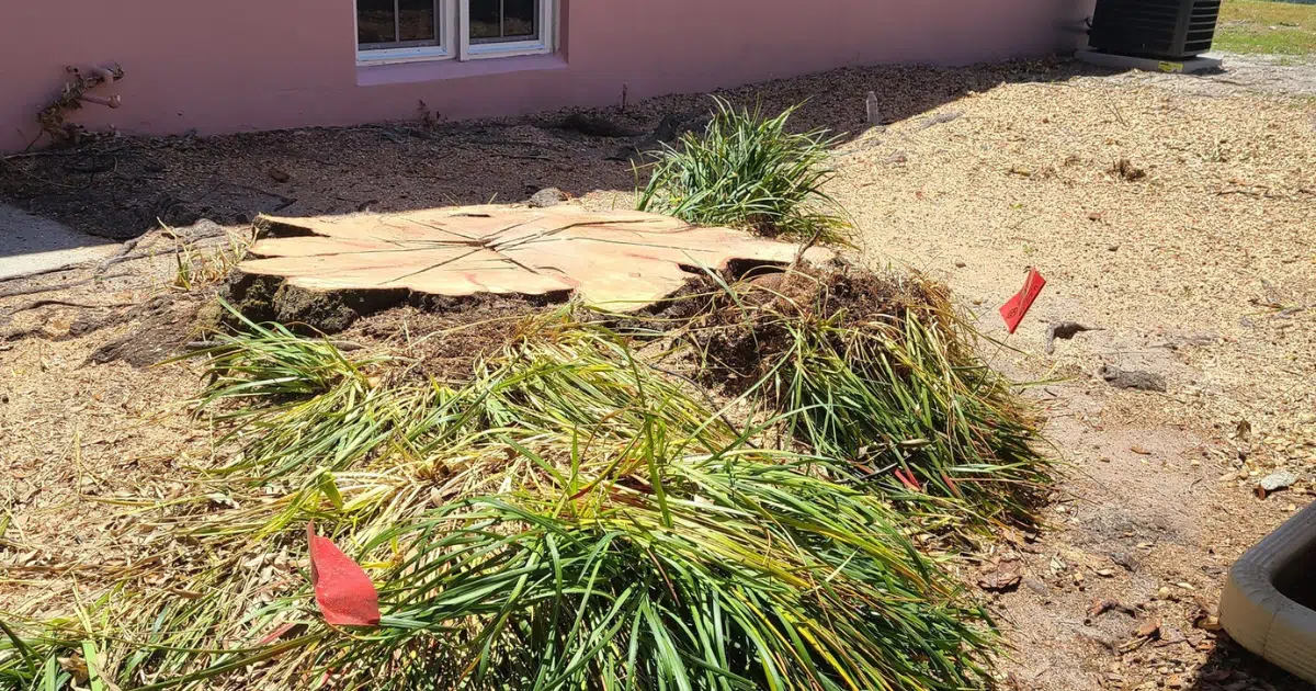 How to Measure Your Stump for an Accurate Quote (Step-by-Step)