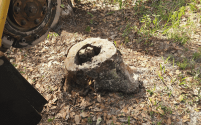 How Deep Should a Stump Be Ground? (Florida Homeowner’s Guide)