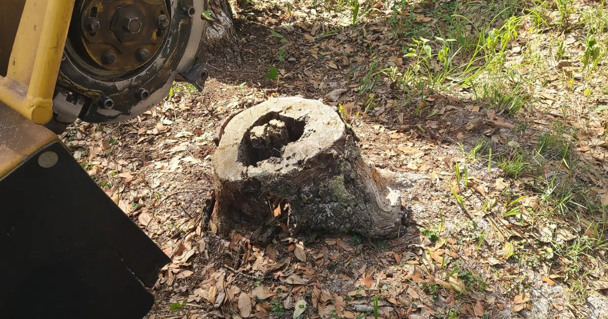 How Deep Should a Stump Be Ground? (Florida Homeowner’s Guide)