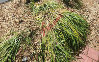5 Creative Ways to Use Mulch After Stump Grinding