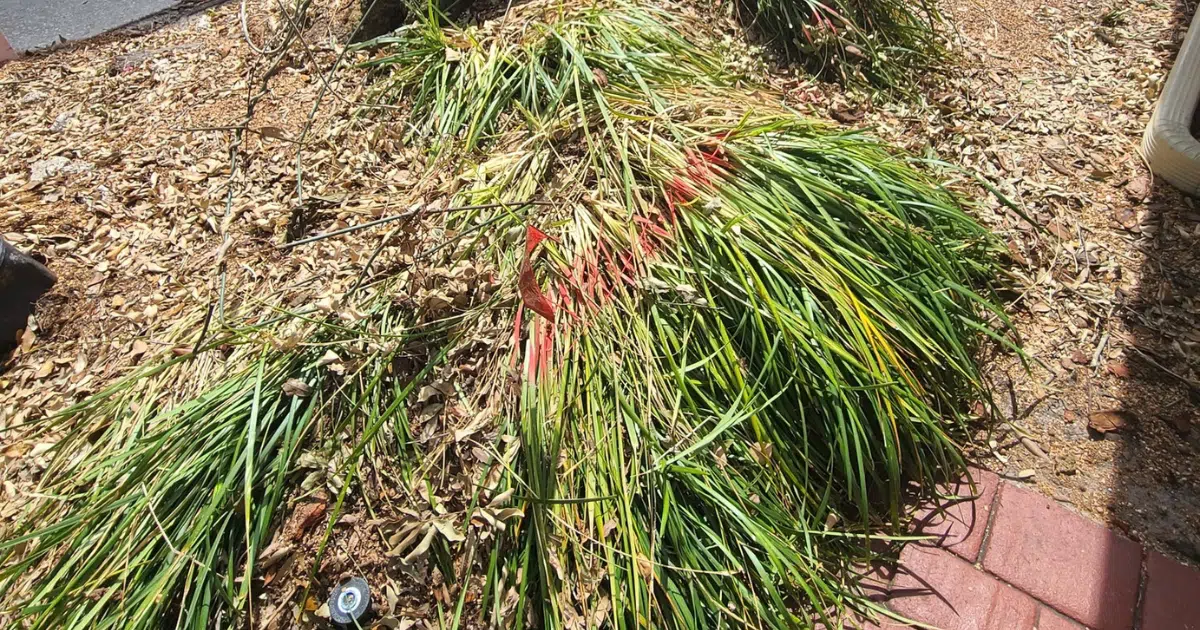 5 Creative Ways to Use Mulch After Stump Grinding