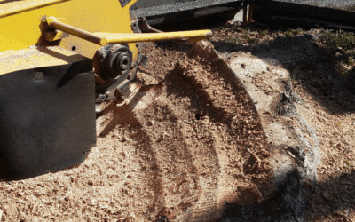 How Much Does Stump Grinding Cost in Tampa Bay?