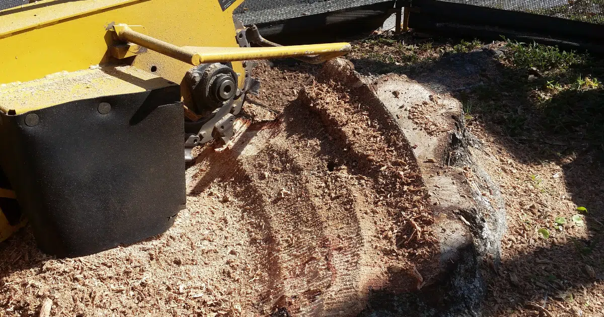 How Much Does Stump Grinding Cost in Tampa Bay?