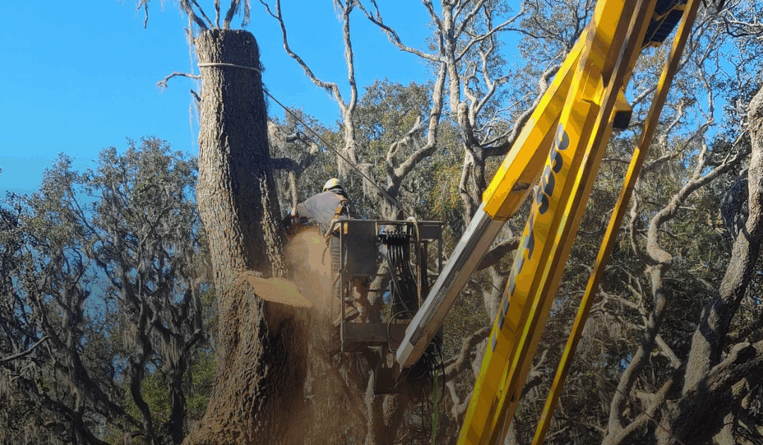 How Soon After Tree Removal Can You Grind the Stump?