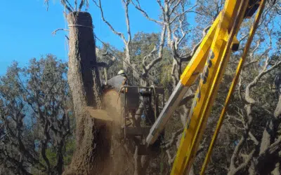 Stump & Tree Tips 3 How Soon After Tree Removal Can You Grind the Stump?