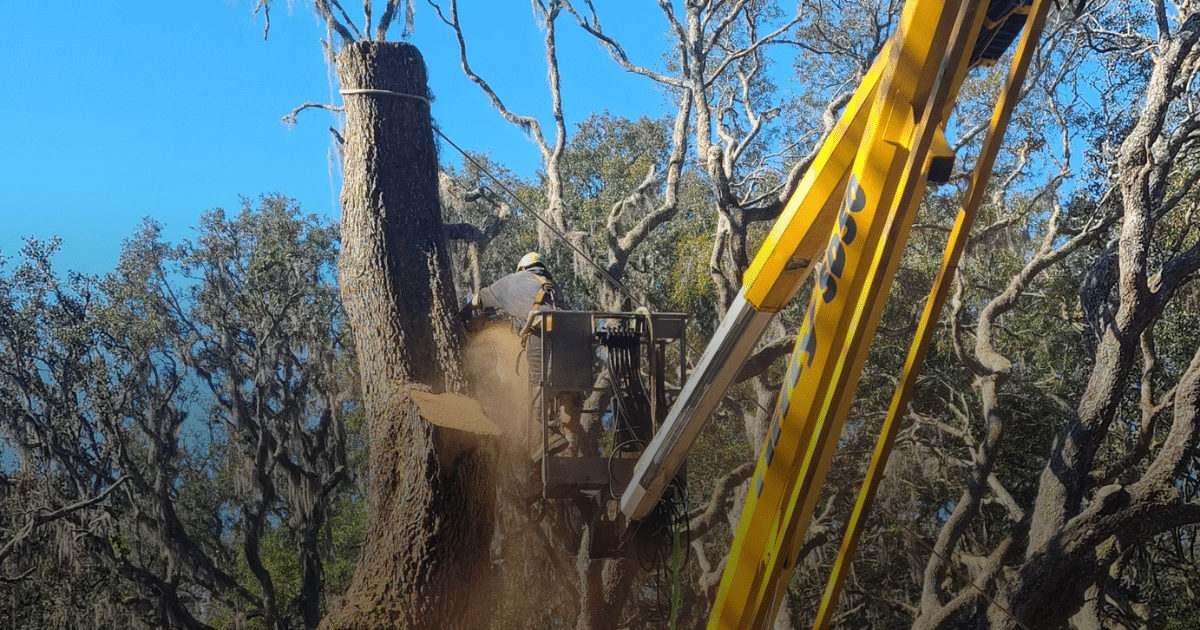 How Soon After Tree Removal Can You Grind the Stump?