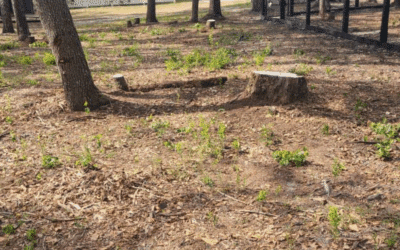 Preparing Your Yard for Hurricane Season: Tree & Stump Tips