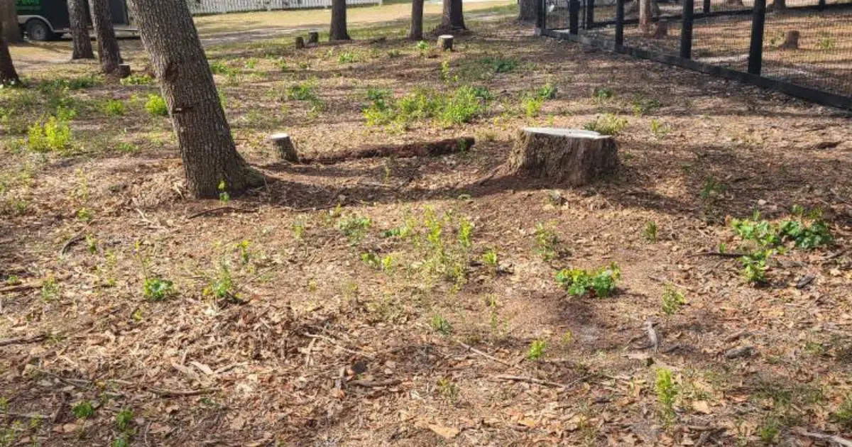 Preparing Your Yard for Hurricane Season: Tree & Stump Tips