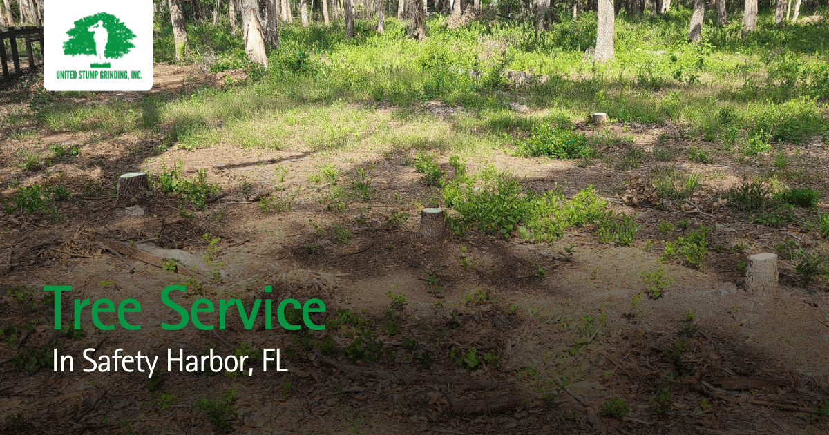 Tree Service Palm Harbor FL | Stump Grinding & Arborist Near Me
