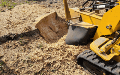 What’s the Difference Between Stump Grinding and Stump Removal?