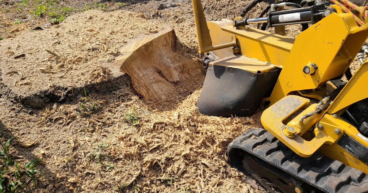 What’s the Difference Between Stump Grinding and Stump Removal?