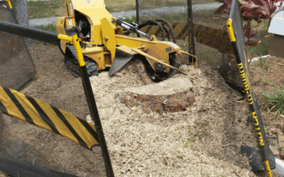 Why Should You Remove That Old Tree Stump?