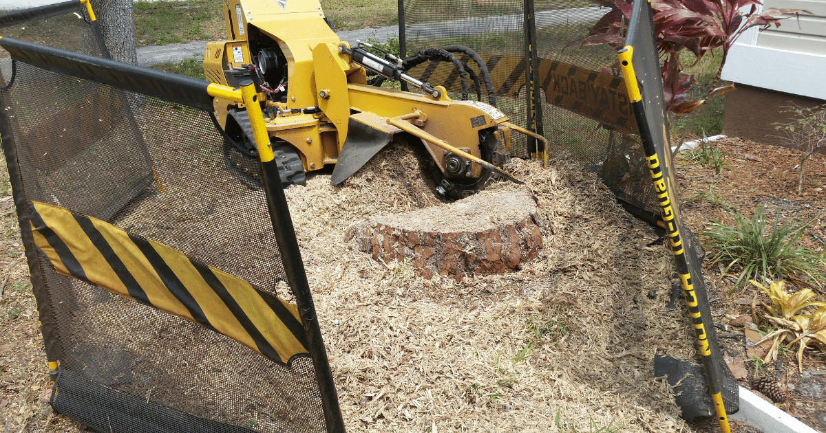 Why Should You Remove That Old Tree Stump?