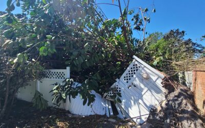 Hurricane Season Checklist: Stump & Tree Care