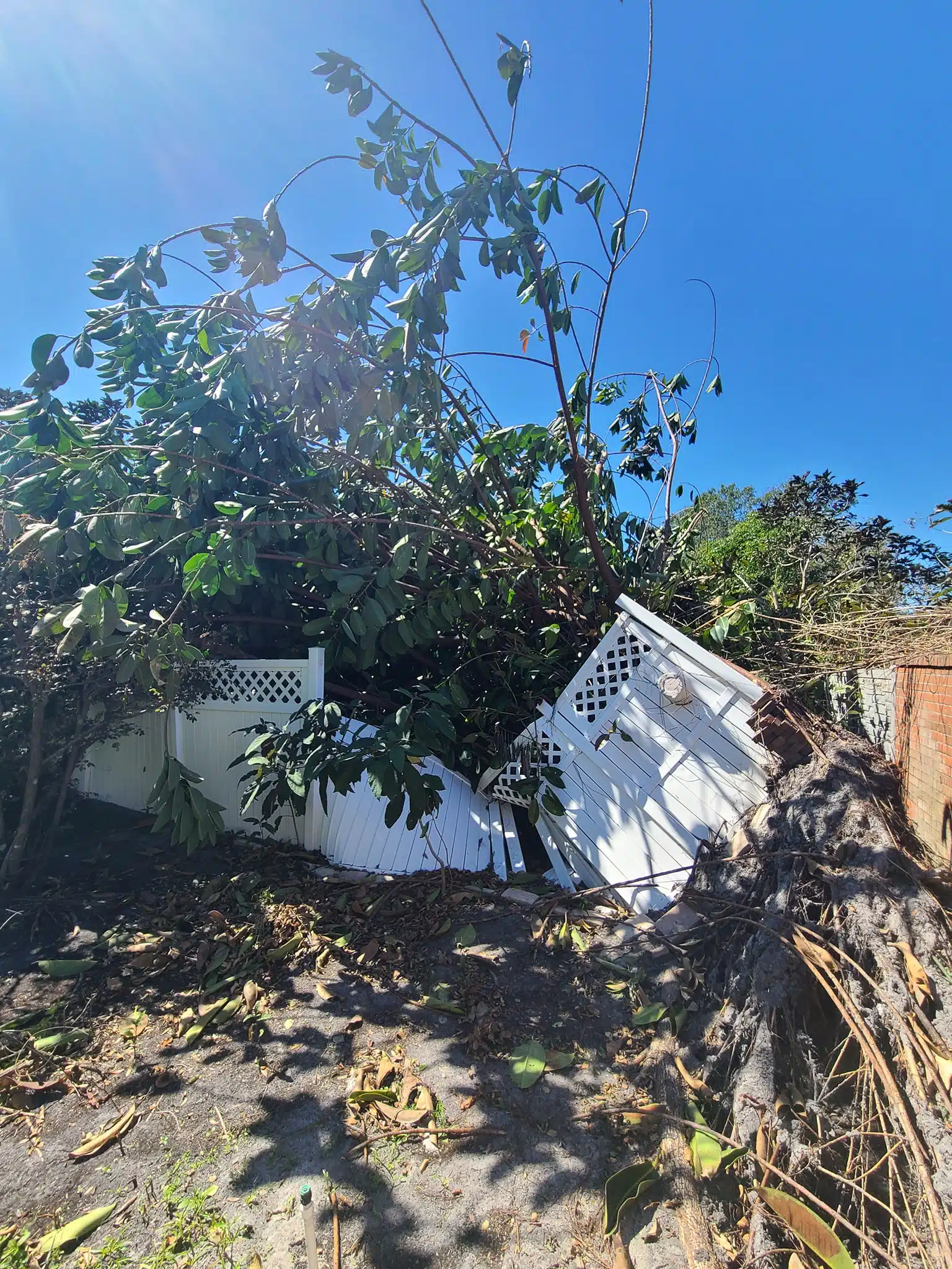 Hurricane Season Checklist: Stump & Tree Care