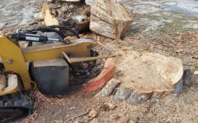 Stump & Tree Tips 3 5 Signs a Stump Is Attracting Termites in Florida Yards