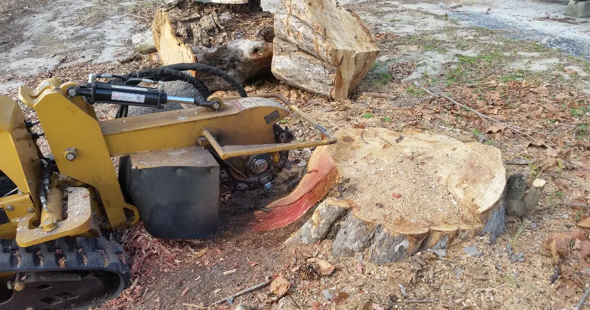 5 Signs a Stump Is Attracting Termites in Florida Yards