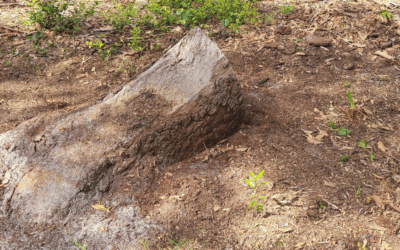 How Stump Grinding Protects Your Property from Pests & Hazards