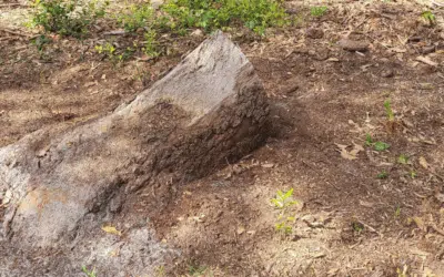 Stump & Tree Tips 4 How Stump Grinding Protects Your Property from Pests & Hazards