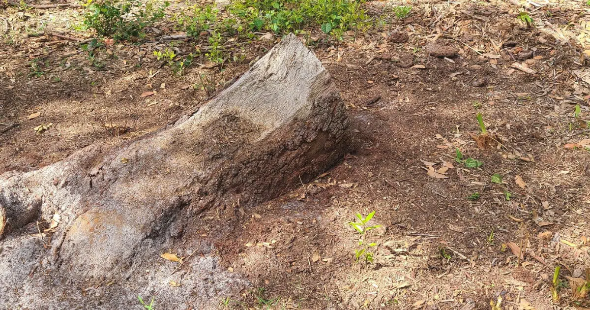 How Stump Grinding Protects Your Property from Pests & Hazards