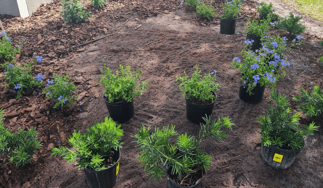 Florida Landscaping After Stump Removal: Best Plants & Tips