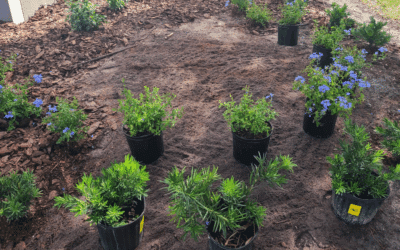 Stump & Tree Tips 3 Florida Landscaping After Stump Removal: Best Plants & Tips