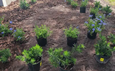 Stump & Tree Tips 3 Florida Landscaping After Stump Removal: Best Plants & Tips