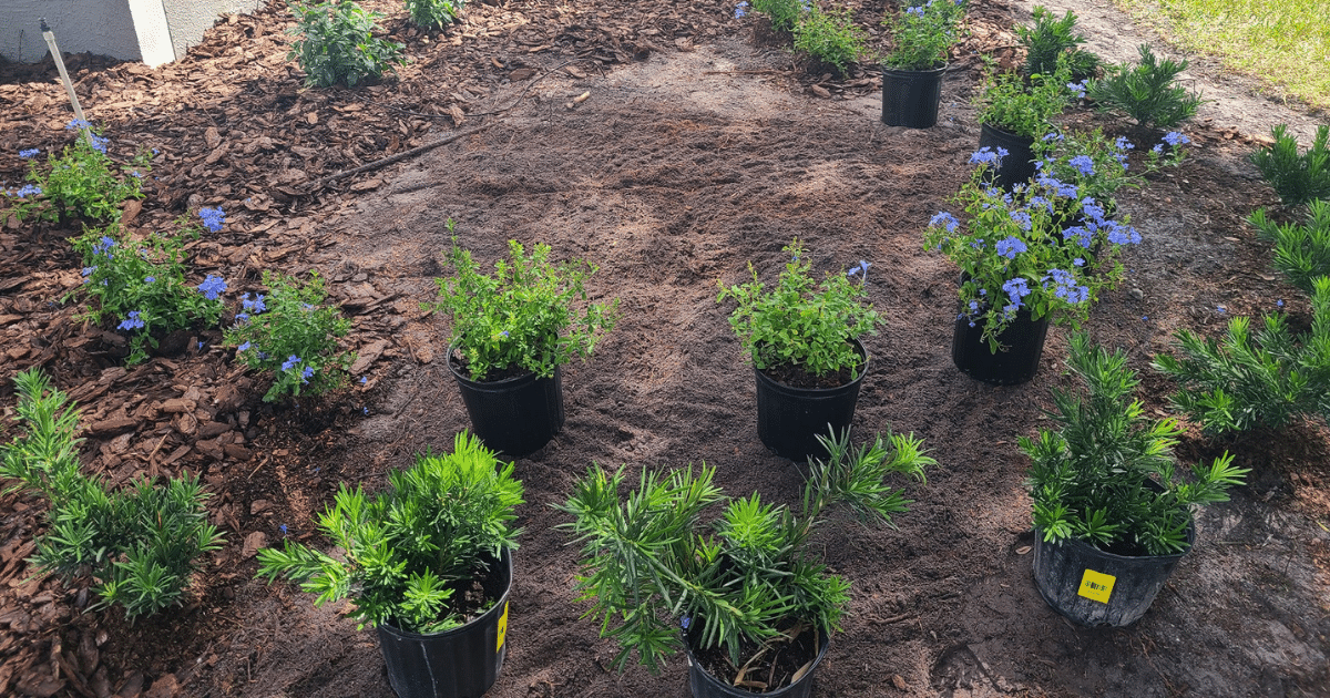 Florida Landscaping After Stump Removal: Best Plants & Tips