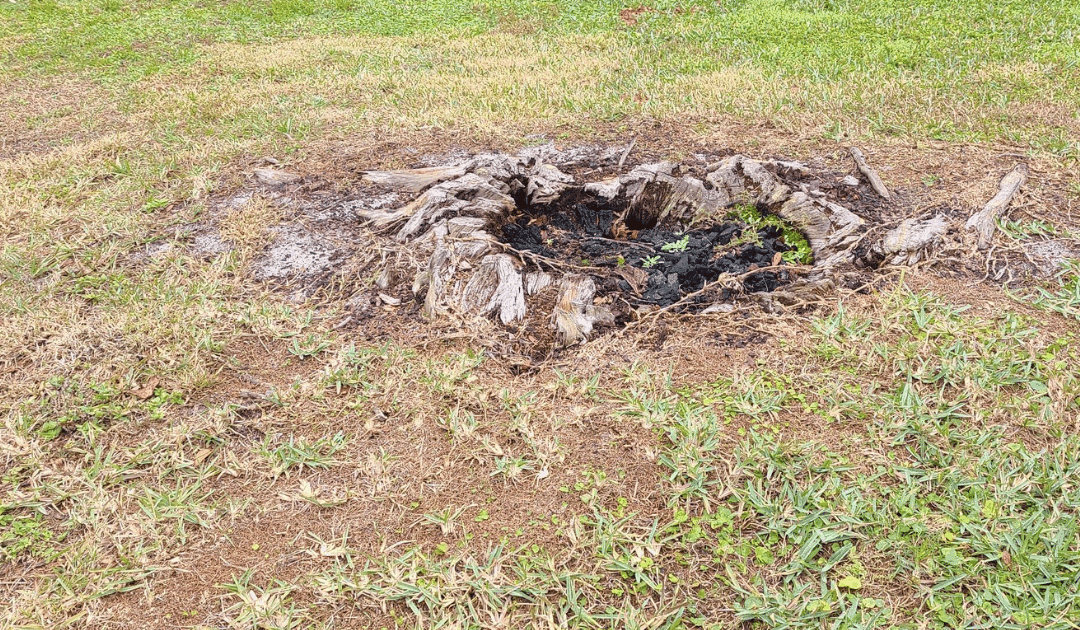 How to Prevent Sinkholes from Old Tree Roots in Florida