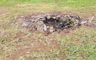 Stump & Tree Tips 2 How to Prevent Sinkholes from Old Tree Roots in Florida