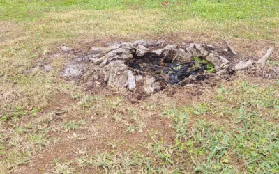 Stump & Tree Tips 2 How to Prevent Sinkholes from Old Tree Roots in Florida