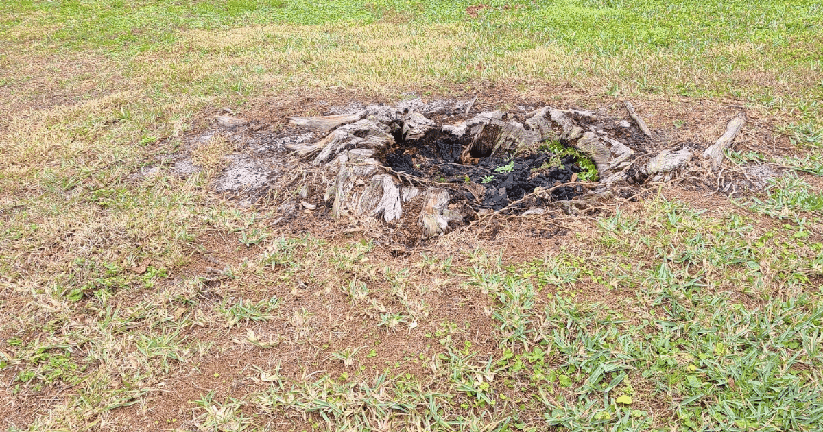 How to Prevent Sinkholes from Old Tree Roots in Florida