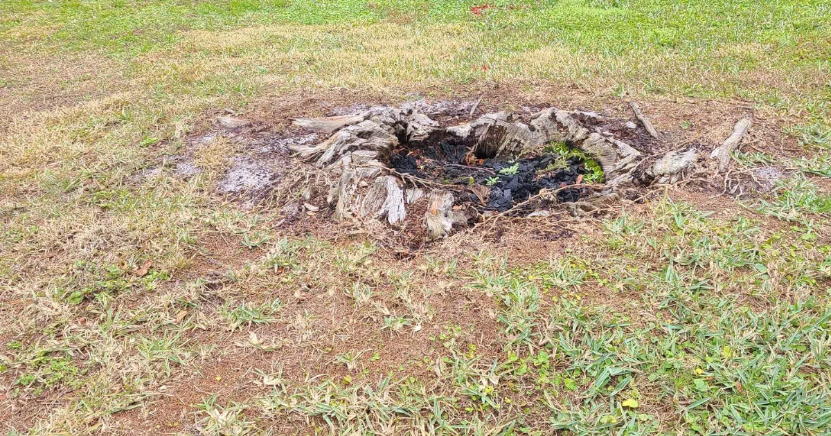 How to Prevent Sinkholes from Old Tree Roots in Florida