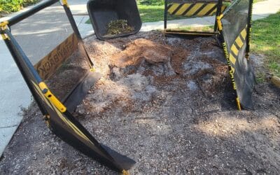 Stump & Tree Tips 3 Winter Yard Care in Florida: Why It’s a Great Time for Stump Grinding