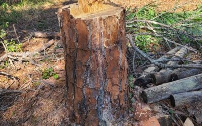Stump & Tree Tips 5 Tree Stump Hazards for Kids & Pets: What Florida Families Need to Know