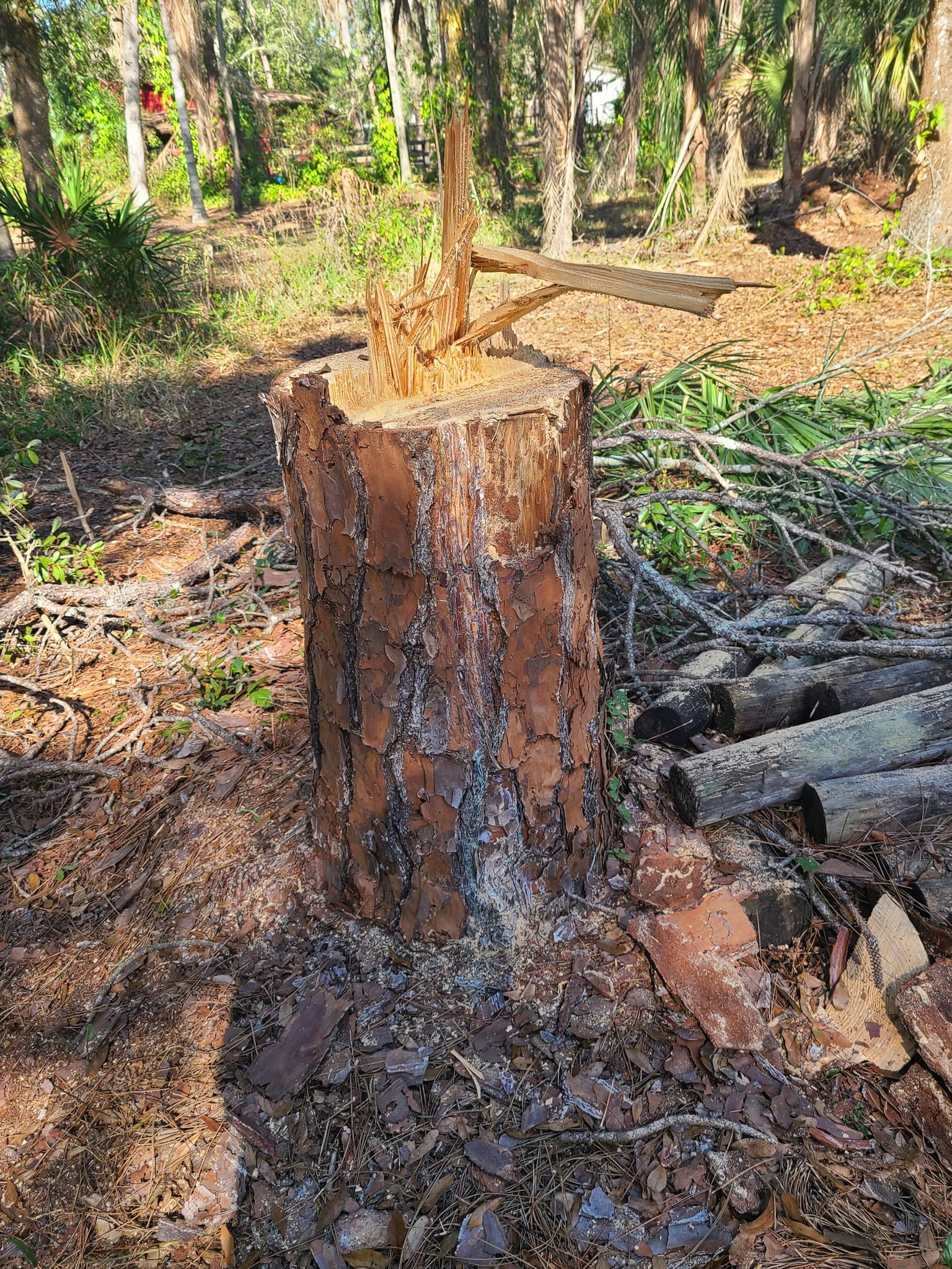 Tree Stump Hazards for Kids & Pets: What Florida Families Need to Know