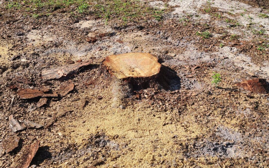 What Tree Species in Tampa Bay Are Hardest to Grind?