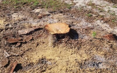 Stump & Tree Tips 4 How to Get an Accurate Stump Grinding Quote by Phone or Text