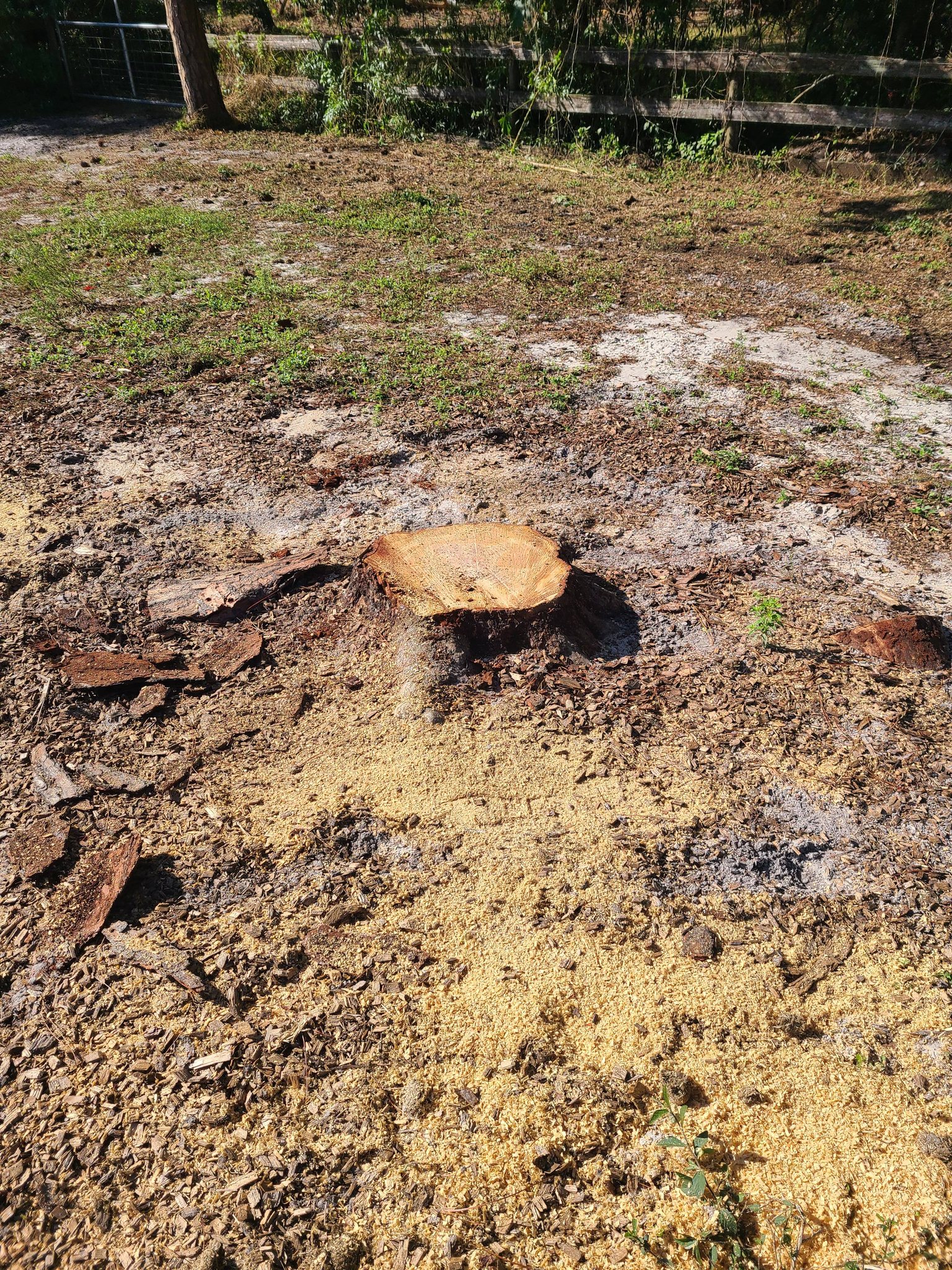 Home 5 How to Get an Accurate Stump Grinding Quote by Phone or Text