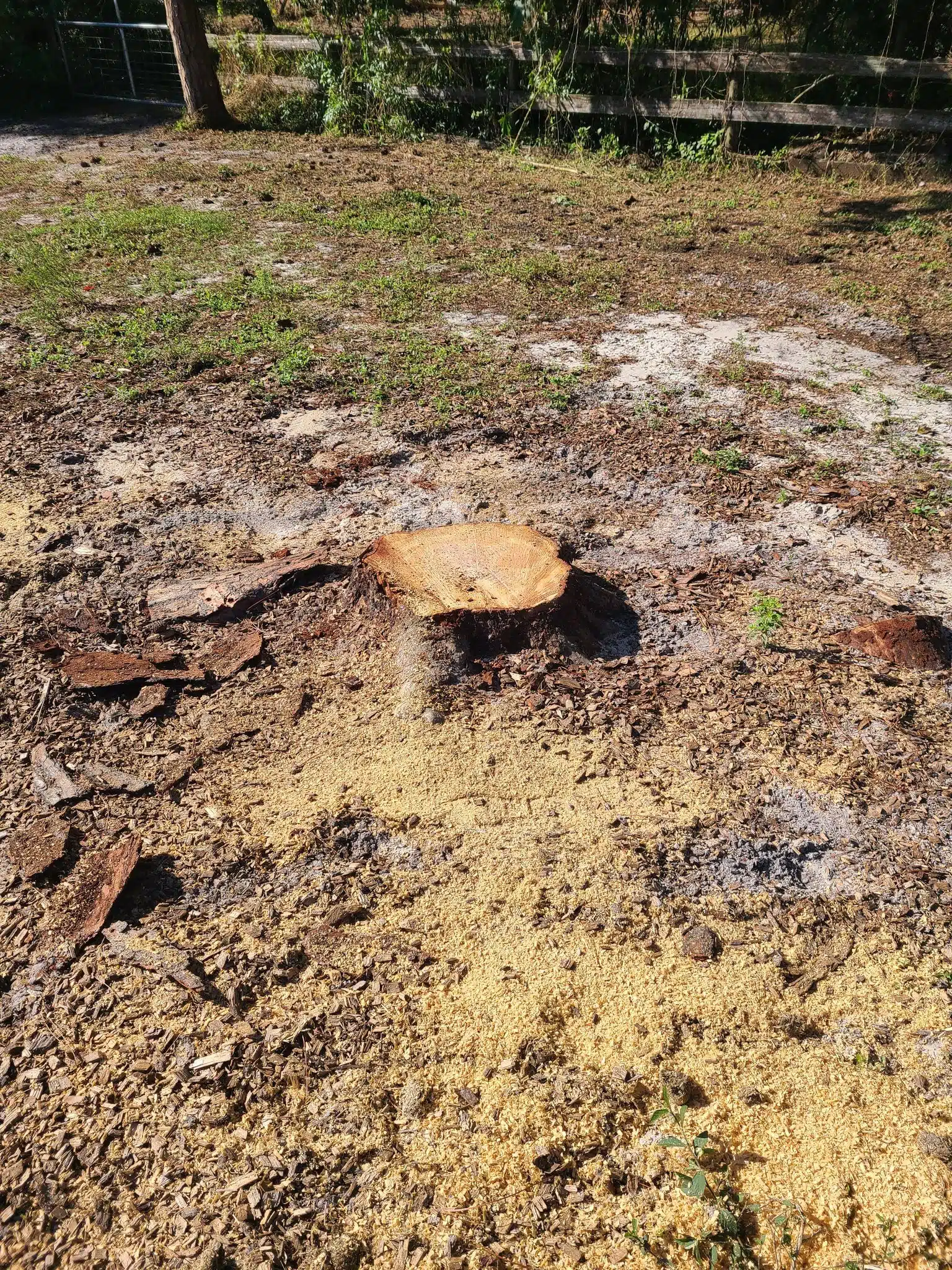 Home 5 How to Get an Accurate Stump Grinding Quote by Phone or Text