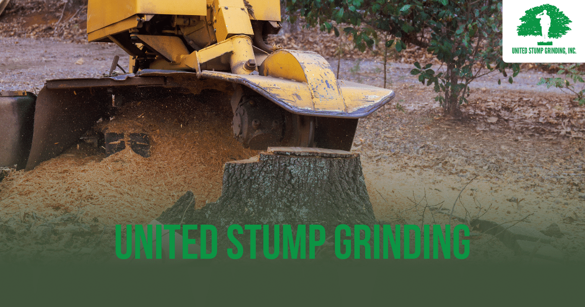 Top-Rated Stump Grinding Service | Stump Removal Near Me